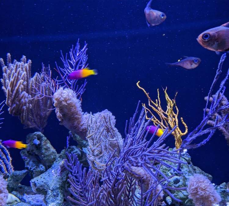 loveland-living-planet-aquarium-photo